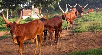 Cattle on the RYDA Farm